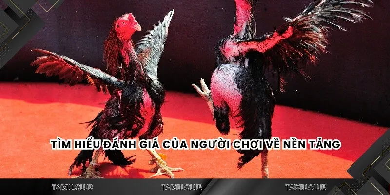 Tìm hiểu đánh giá của người chơi về nền tảng